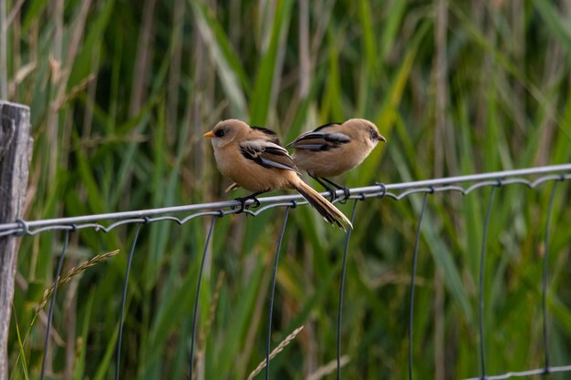 Closeup shot of two small birds sitting on a metal cord behind the grass