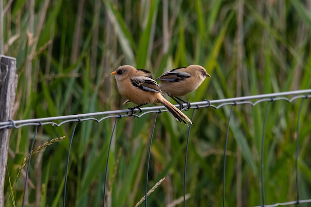 Free photo closeup shot of two small birds sitting on a metal cord behind the grass