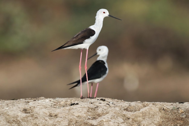 Closeup shot of two stilts perched on a rock