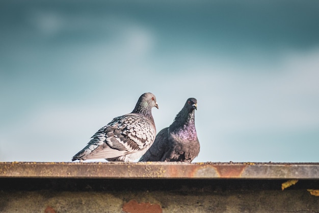 Foto gratuita colpo del primo piano di due colombe di riserva in piedi sul tetto
