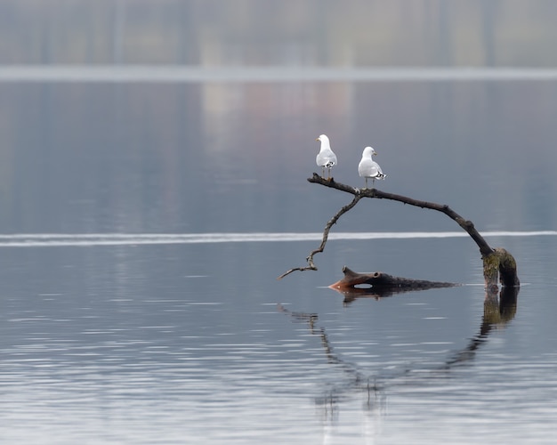 Closeup shot of two white gulls standing on a piece of wood in the water