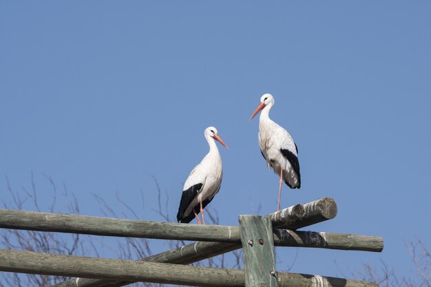 Closeup shot of two white storks on a blue sky space