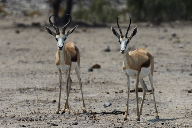 Foto gratuita colpo del primo piano di due giovani gazzelle in piedi sulle pianure della savana