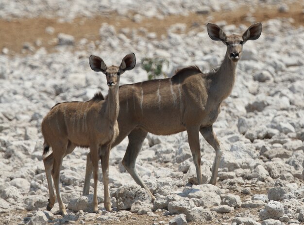 Closeup shot of two young kudus standing on white rocky  ground