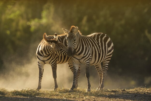 Closeup shot of two zebras cuddling