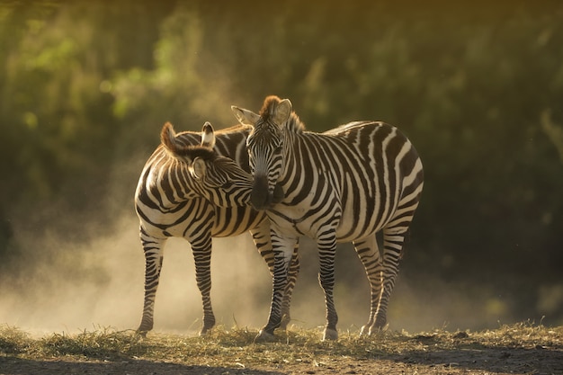 Макрофотография выстрел из двух зебр обнимаются