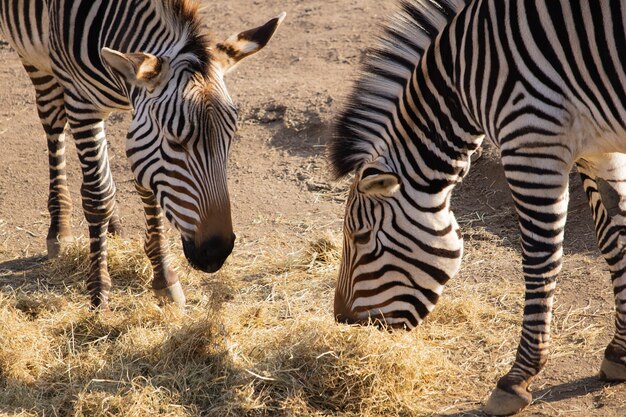 彼らの縞模様の美しい表示と干し草を食べる2つのシマウマのクローズアップショット