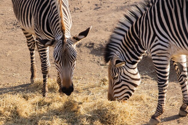 Closeup shot of two zebras eating hay with a beautiful display of their stripes