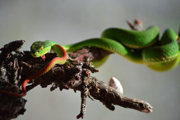 ラテン語でTrimeresurus Albolabrisとしても知られている有毒な白い唇のマムシのクローズアップショット