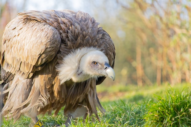 Closeup shot of a vulture in a crouched  position in a zoo