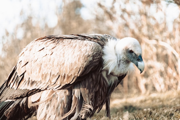 Closeup shot of a vulture on the ground with sepia tones