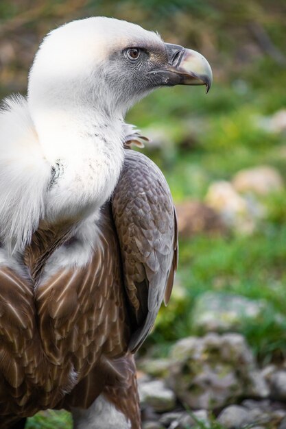 Closeup shot of a vulture on the ground with watchful eyes