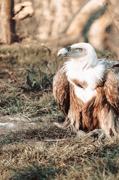 Closeup shot of a vulture's head with watchful eyes