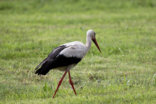 Closeup shot of a walking stork