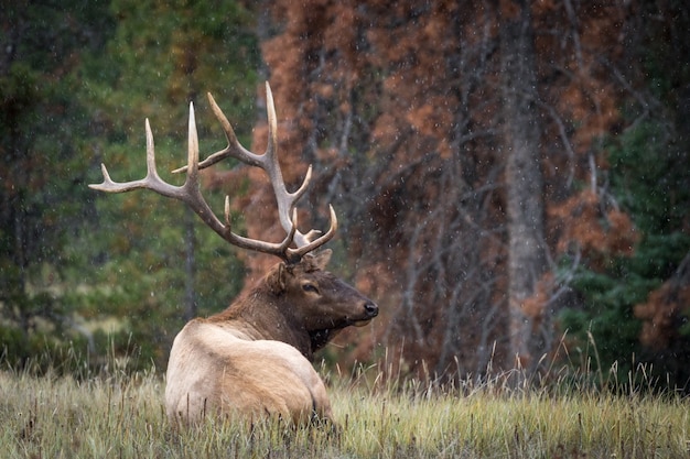 Closeup shot of a wapiti deer in a forest