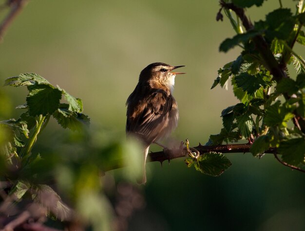 Closeup shot of a warbler bird sitting on a tree branch during daylight