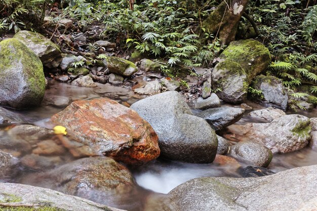 Closeup shot of water flowering through several rocks in the woods