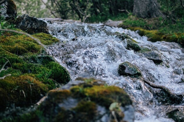 Closeup shot of the water flowing through the mossy ground