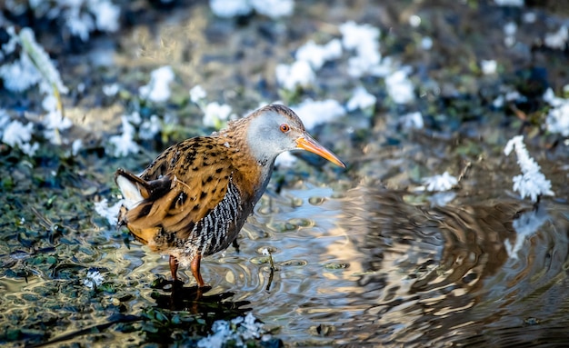 Closeup shot of a water rail bird