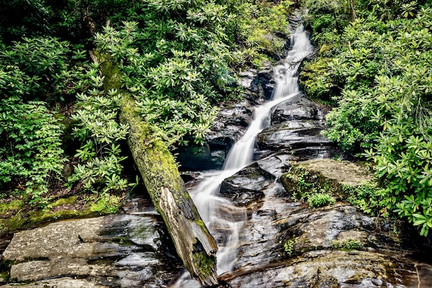 Closeup shot of a water stream in the forest surrounded by greenery