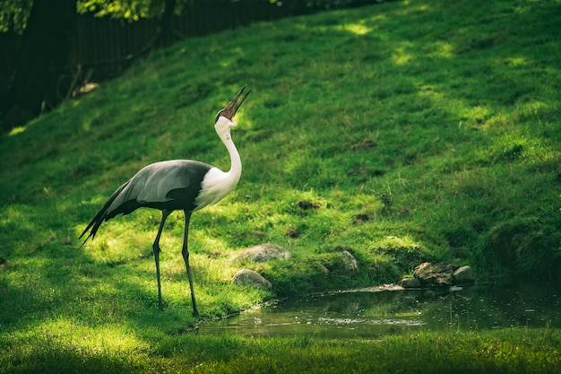 Closeup shot of a Wattled crane