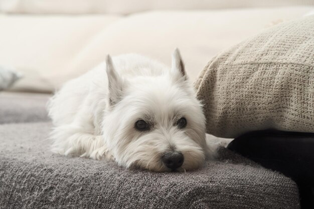 Closeup shot of a West Highland White Terrier lying down on a gray couch