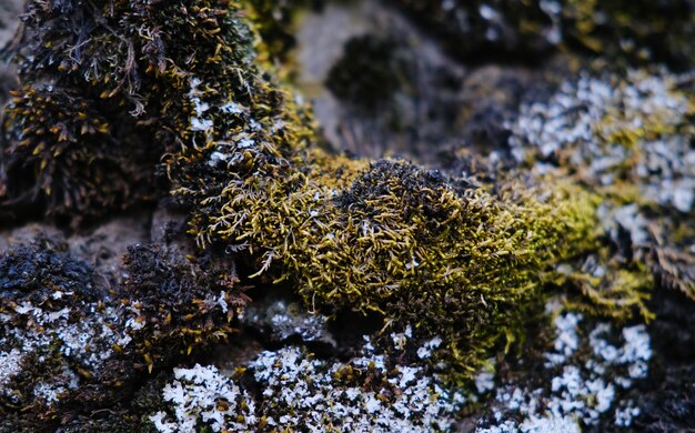 Closeup shot of wet green moss growing on a stone