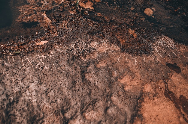 A closeup shot of a wet and mossy rock