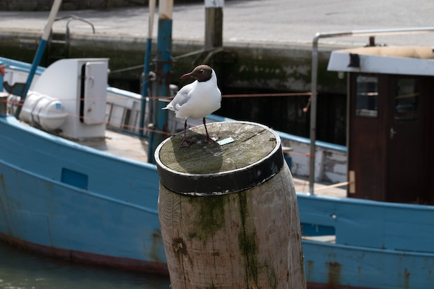 Closeup shot of a white bird behind a ship sitting on a piece of dry wood