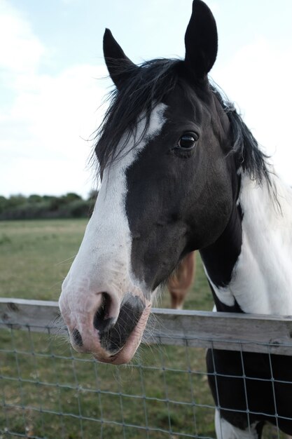 Closeup shot of a white and black horse in a farmland