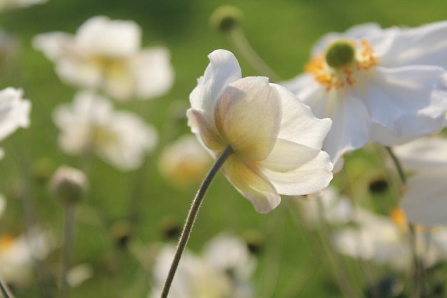 Closeup shot of the white blooming flower in the garden on a sunny day