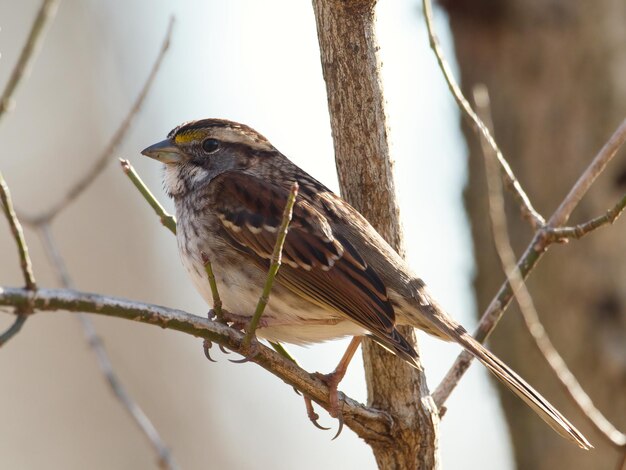 흰색 가슴 nuthatch의 근접 촬영 샷