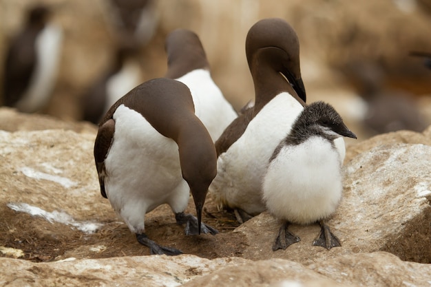Closeup shot of white and brown common murre or common guillemot seabirds in England