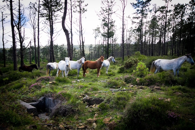 Closeup shot of white and brown horses in a forest with scarce density of trees and green grass