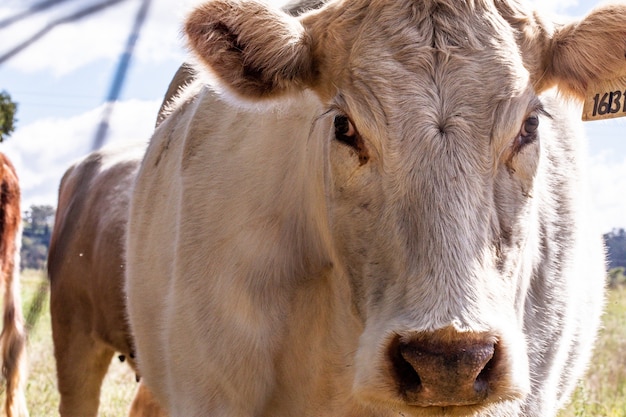 Closeup shot of a white cow in a farmland