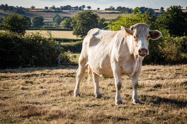 Free photo closeup shot of a white cow grazing in a meadow, surrounded by a fence