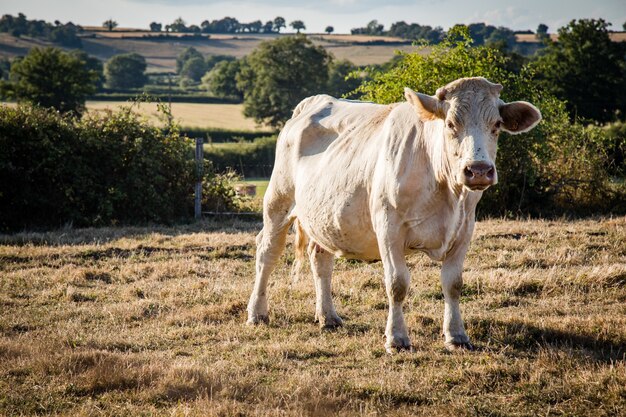 Closeup shot of a white cow grazing in a meadow, surrounded by a fence