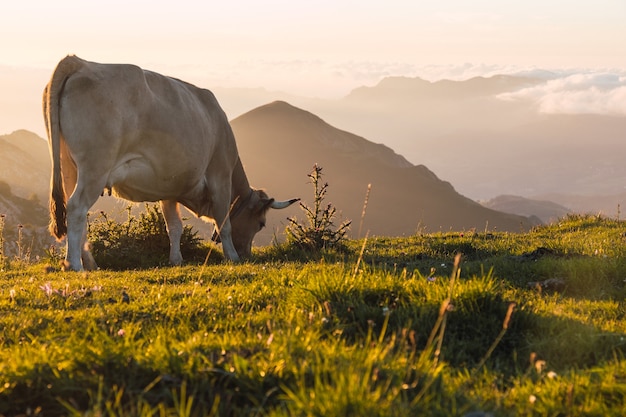목초지에서 방목하는 흰 소의 근접 촬영