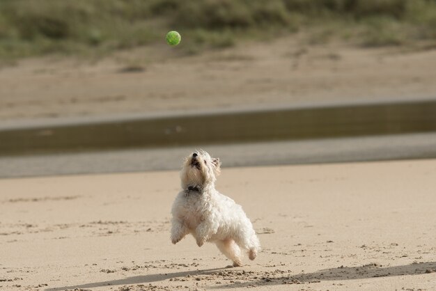 Снимок крупным планом белой собаки, играющей на песчаном берегу