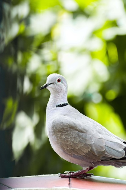 Closeup shot of a white dove under the light