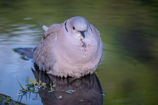 穏やかな湖面に浮かぶ白い太った鳥のクローズアップショット