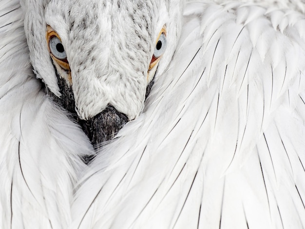 野鳥の白い羽のクローズアップショット