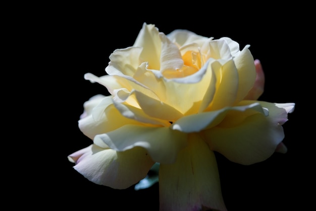 Крупным планом выстрел белой садовой розы на черном