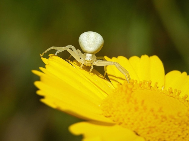 Colpo del primo piano del ragno granchio oro bianco sul fiore giallo
