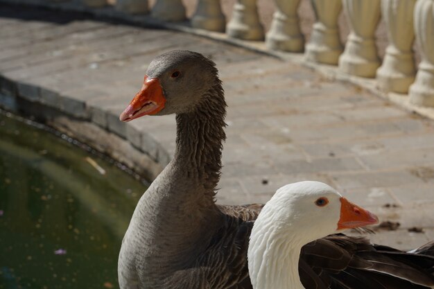 Closeup shot of white and grey geese standing near a lake in a park