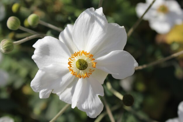 Closeup shot of white Japanese anemone