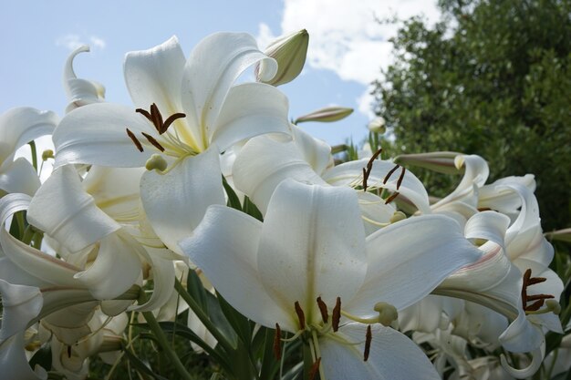 Closeup shot of white lilies in the garden under a blue sky