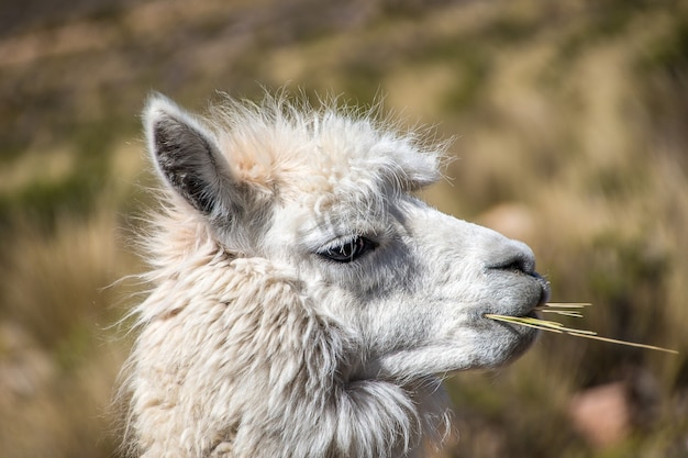 Closeup shot of a white llama chewing