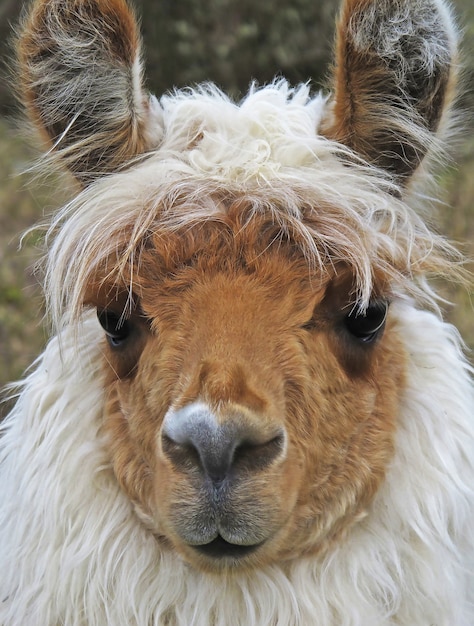 Closeup shot of a white llama with a brown face