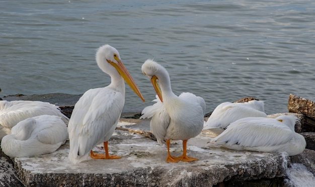 Closeup shot of white pelicans sitting on a stone surface inside the ocean